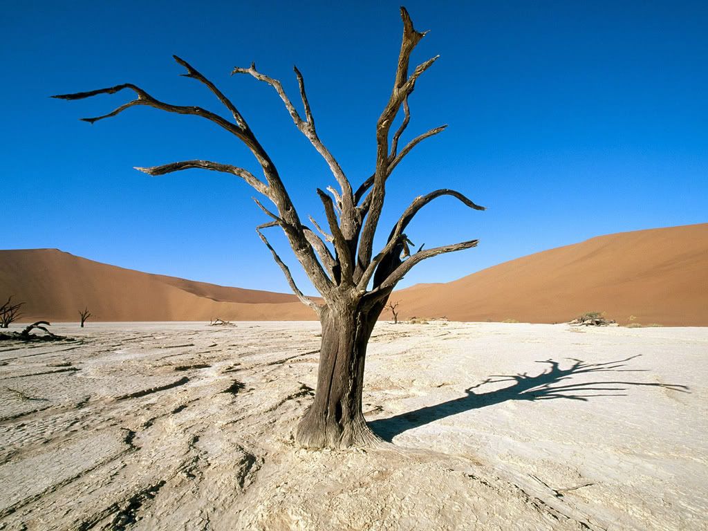 Namib-NaukluftParkNamibDesertNamibi.jpg