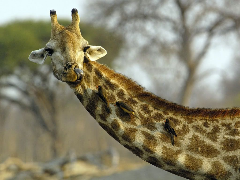 NoseyGiraffeAfrica.jpg