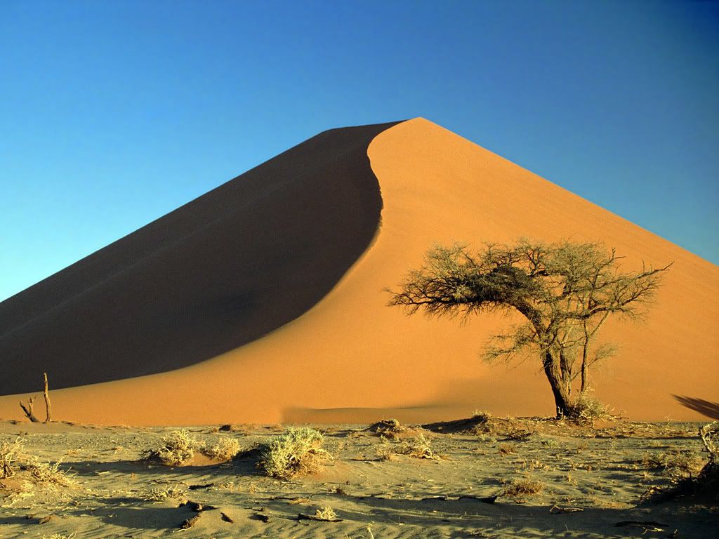 SandDunesandAcaciaTreeNamibDesertNa.jpg