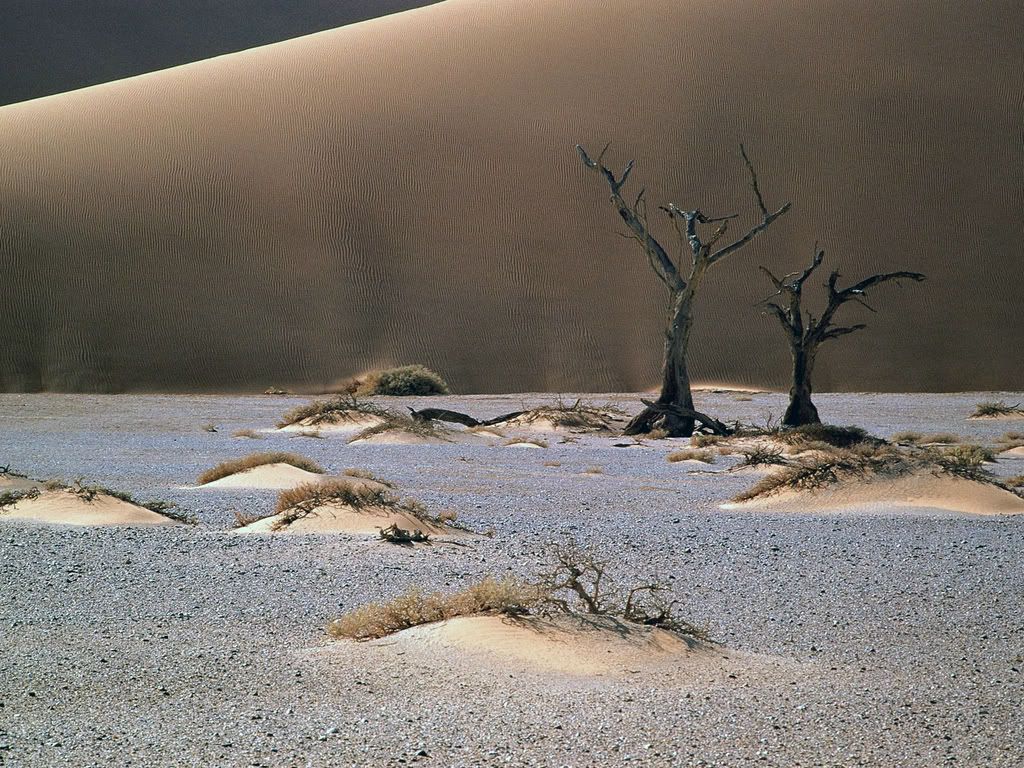 SandscapeNamibDesertAfrica-1600x120.jpg