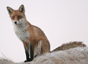 fox, from Jiri Bohdal at naturfoto.cz - click to go to website