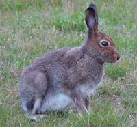 beautiful vermin, and edible too - click to read a hare recipe