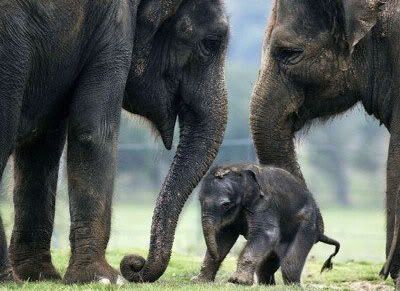 a family of elephants as they deserve to be left - with thanks to Getty images