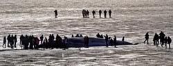 thanks to the Irish Times for the pic - click to read their story about the beaching of a fin whale