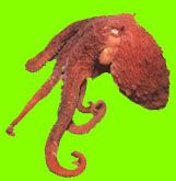 Giant Pacific Octopus: click to go to the Royal BC Museum site and see more