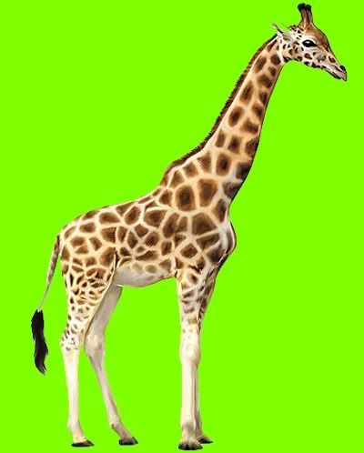 click to read Joy Reidenberg's giraffe facts on the Inside Nature's Giants website