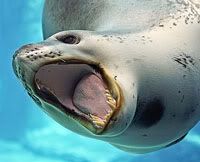 leopard seal - click to see the whole photo at Djibnet