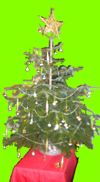 Christmas tree at St Gallicus