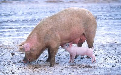 sow with piglet by Scott Bauer
