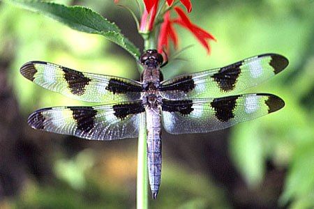 Dragonfly Pictures, Images and Photos