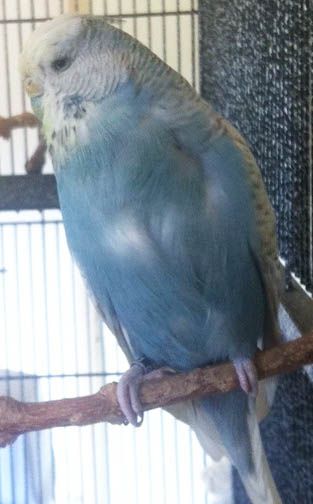 Budgie_Audrey1_zpsguvow8xv.jpg