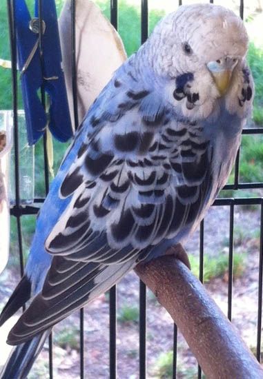 Budgie_Scout_zpsihzmfjaf.jpg