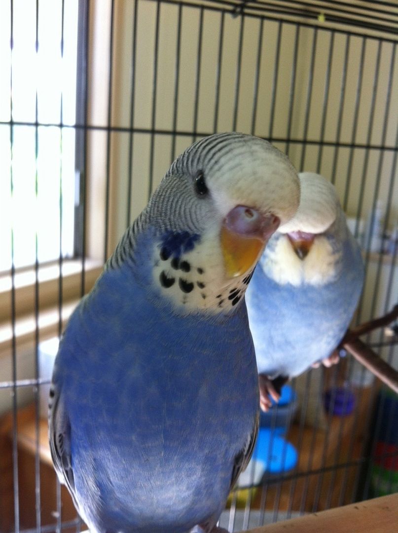 BabyBudgie1b_zpswc2yywod.jpg