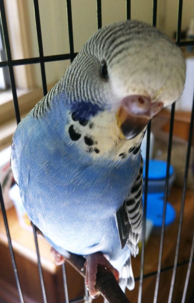 BabyBudgie2a_zpsqfjopctj.jpg