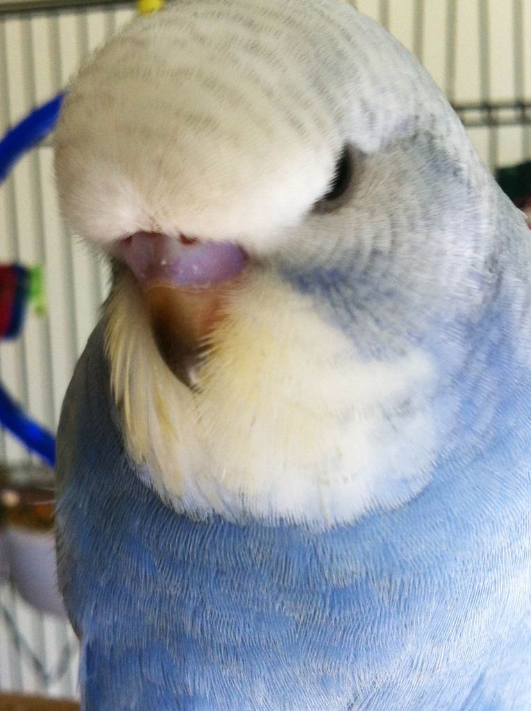 BabyBudgie3b_zpsxfrttiml.jpg