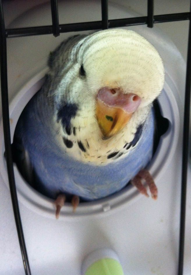 BabyBudgie4_zpsytiinost.jpg