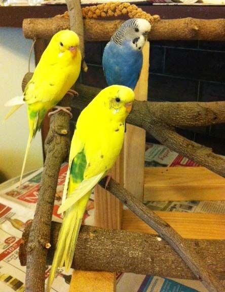 Budgie4_zpsno6ws2ri.jpg