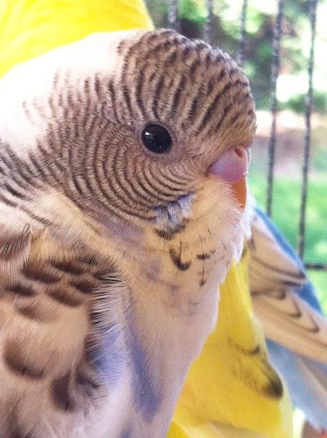 Budgie_Princess2_zpsuiudf6gz.jpg