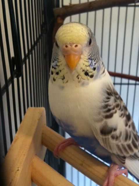Budgie_Princess_zpsrfjxojjk.jpg