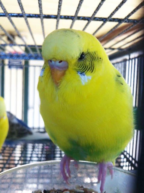 Budgie_Yoshi2_zpssolad1ac.jpg