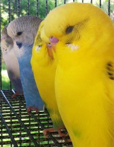 Budgies1_zpspyo9jzru.jpg