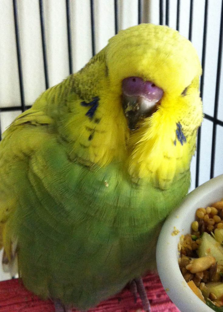 ShowBudgie1a_zps3h7cufbx.jpg