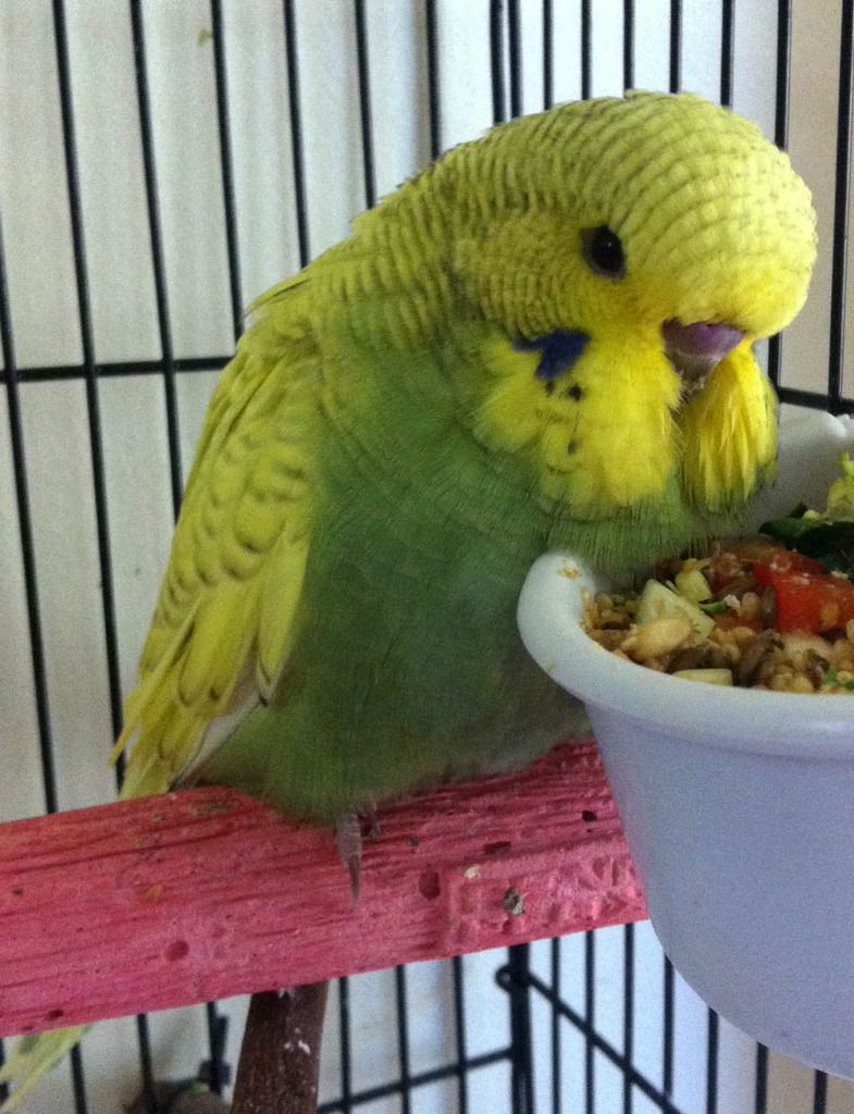ShowBudgie1b_zpsy8m4q0la.jpg