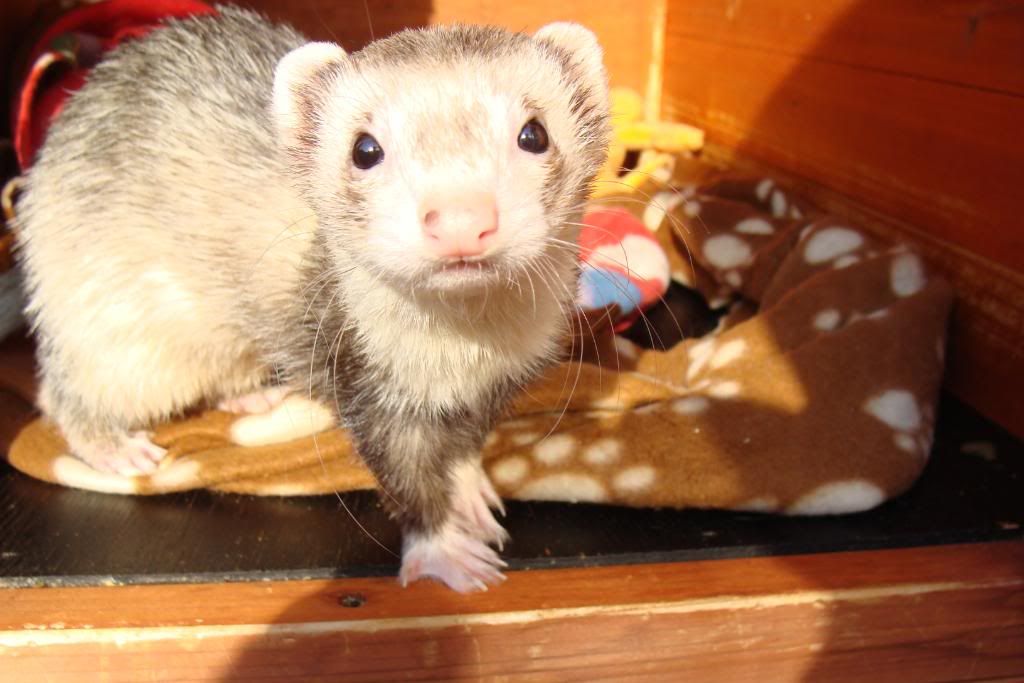 Ferrets? The Guinea Pig Forum