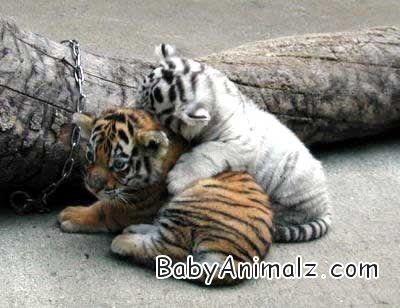  Born Baby Horoscope on Baby Tigers Graphics Code   Baby Tigers Comments   Pictures
