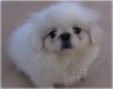 pekingese Pictures, Images and Photos