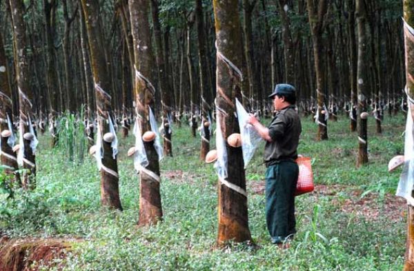 Lợi nhuận cao su sẽ không tăng