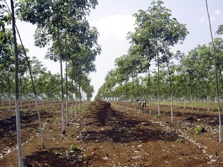 Diện tích trồng cao su được mở rộng tại nhiều địa phương.