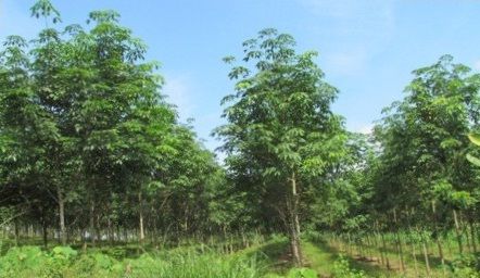 Công ty cao su Hương Khê trồng đạt diện tích 4.052 ha