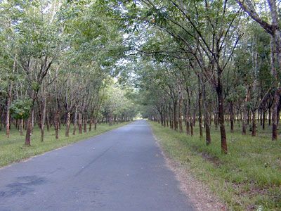 trồng cây cao su
