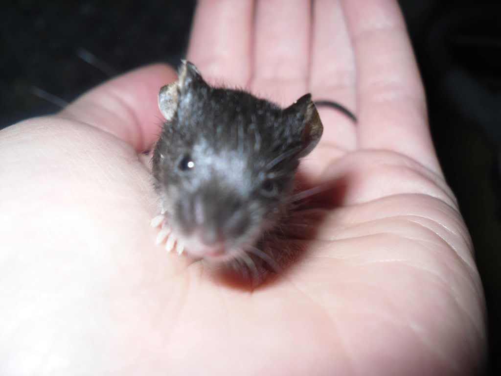 baby mice for sale (north east, Newcastle area) Reptile Forums
