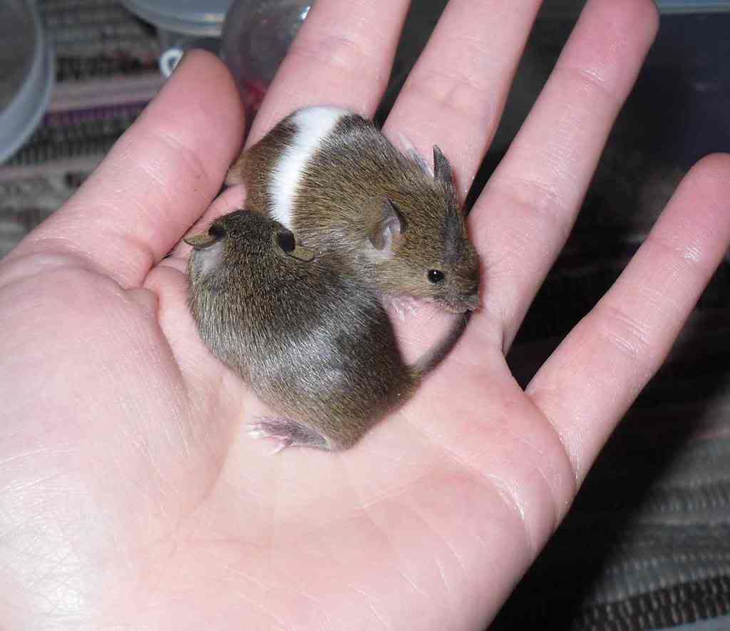 baby mice for sale (north east, Newcastle area) Reptile Forums