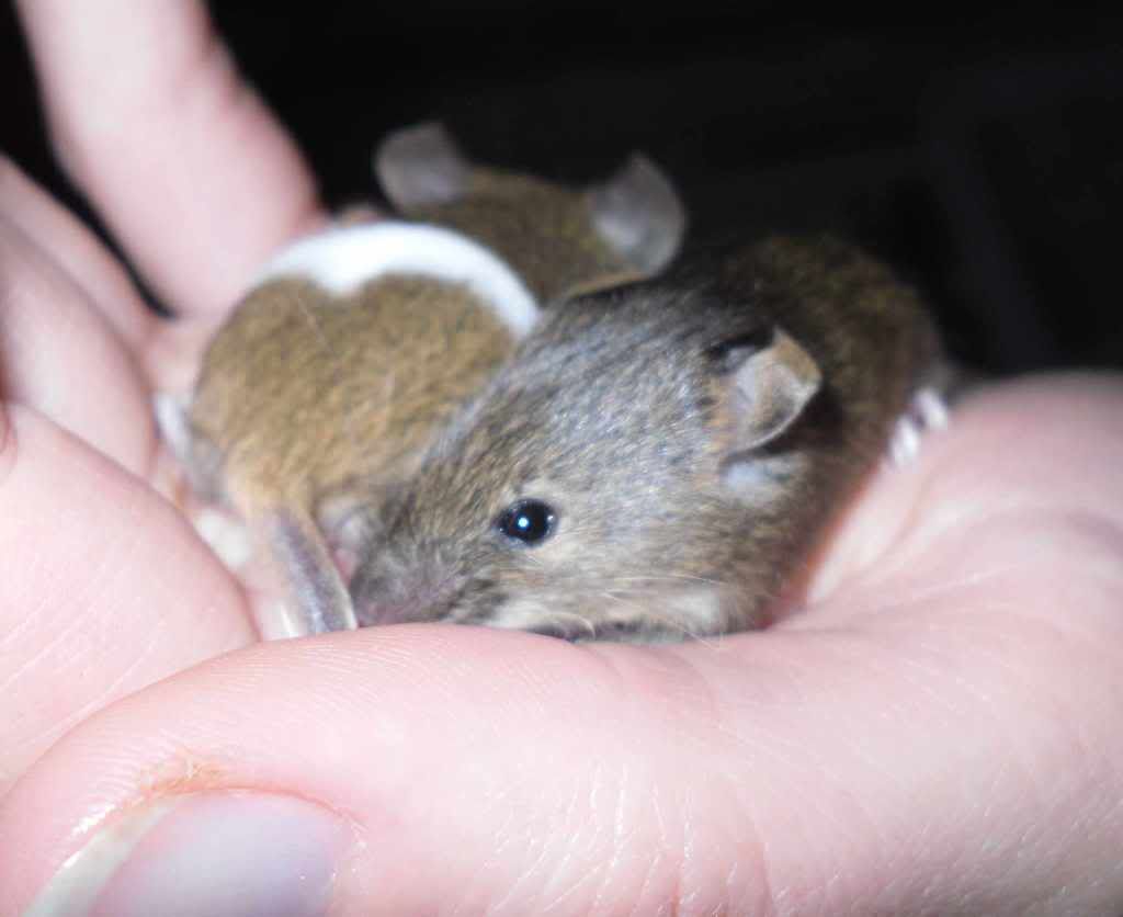 baby mice for sale (north east, Newcastle area) Reptile Forums