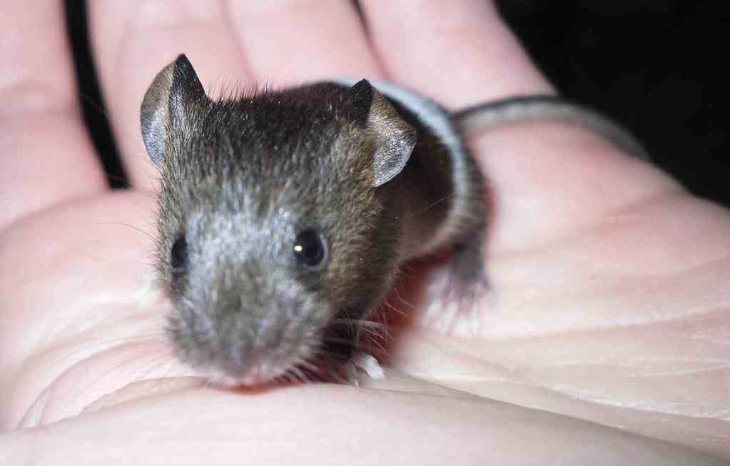 baby mice for sale (north east, Newcastle area) Reptile Forums