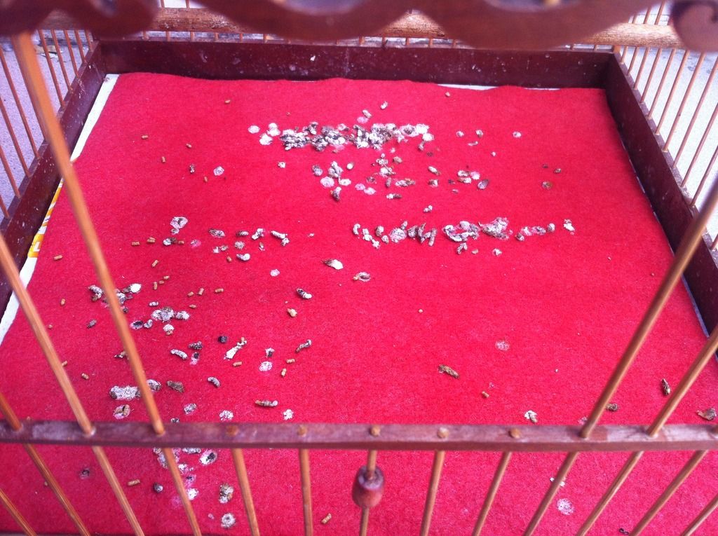 A Sìn Sài Gòn - Cám Chào Mào căng lửa dành cho chim đấu, bổi, chim thay lông. - 5