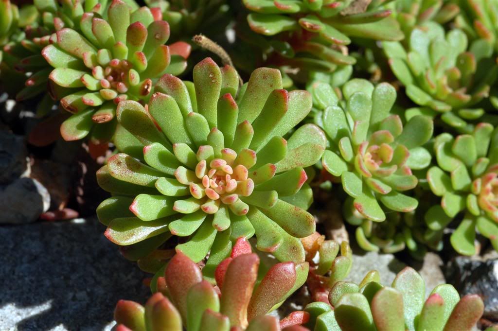 sedum nevii