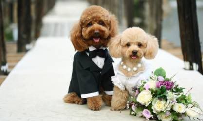 wedding dresses for dogs