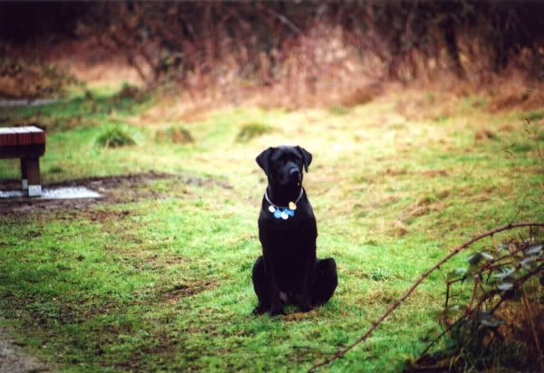 IMAGE: http://i284.photobucket.com/albums/ll21/joe_incognito/Dawg.jpg