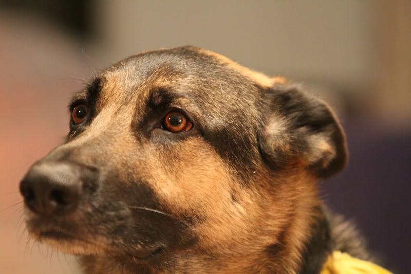 IMAGE: http://i284.photobucket.com/albums/ll21/joe_incognito/FocusLeftEar.jpg