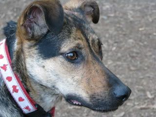 IMAGE: http://i284.photobucket.com/albums/ll21/joe_incognito/IMG_0103.jpg