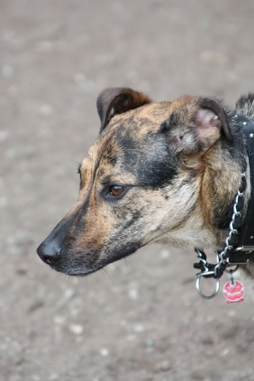 IMAGE: http://i284.photobucket.com/albums/ll21/joe_incognito/More%20random%20Crap/Dorie_1.jpg