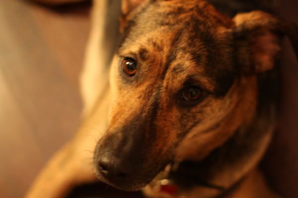 IMAGE: http://i284.photobucket.com/albums/ll21/joe_incognito/NewLenses071.jpg