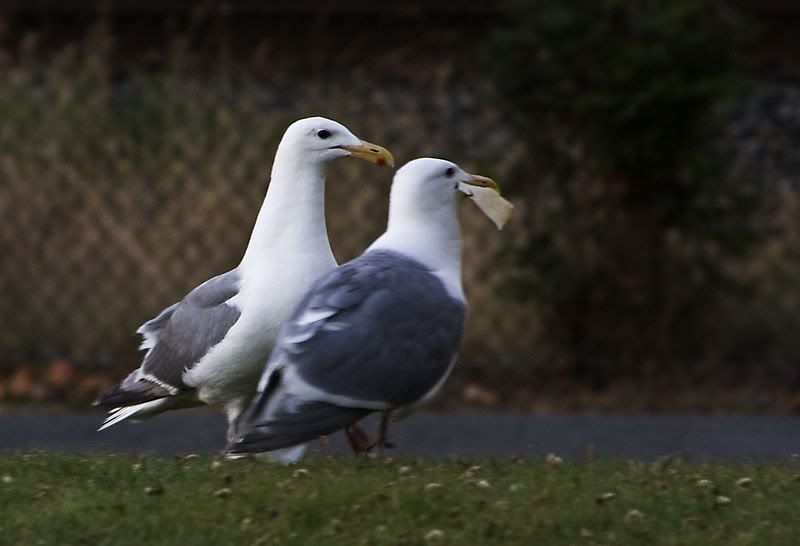 IMAGE: http://i284.photobucket.com/albums/ll21/joe_incognito/Vancouver/00_Gulls.jpg