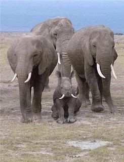 elephants Pictures, Images and Photos