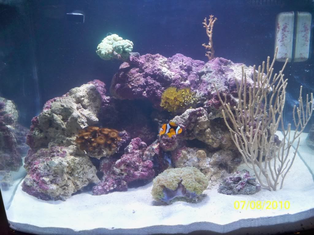 Biocube 29 Hqi