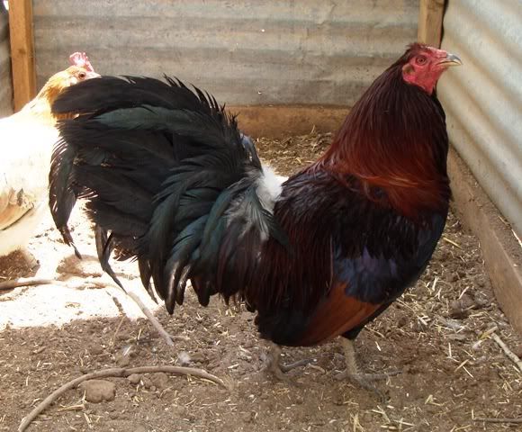 Blueface Gamefowl